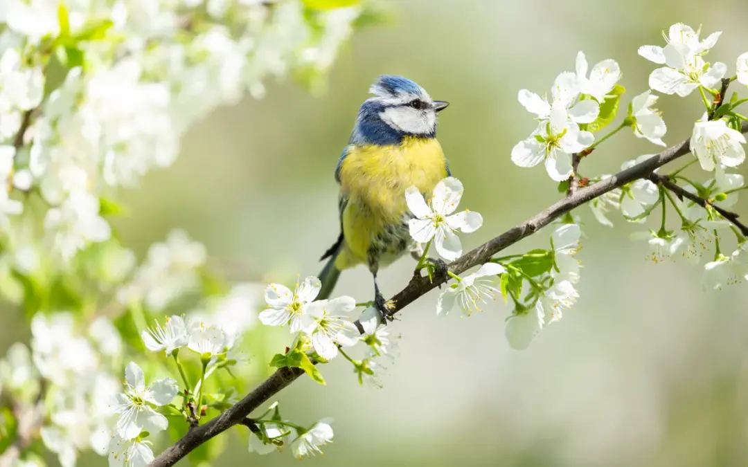 Blaumeise Brutzeit: Alles über Nestbau, Brutpflege und Jungvögel
