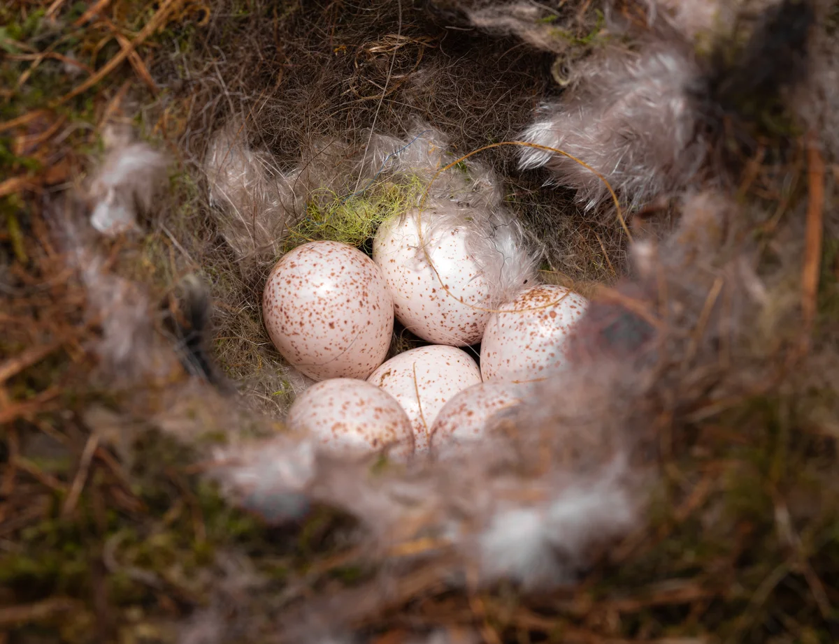 Blaumeise Ei im Nest - Vögel in Europa Blaumeise Ei im Nest - Vögel in Europa