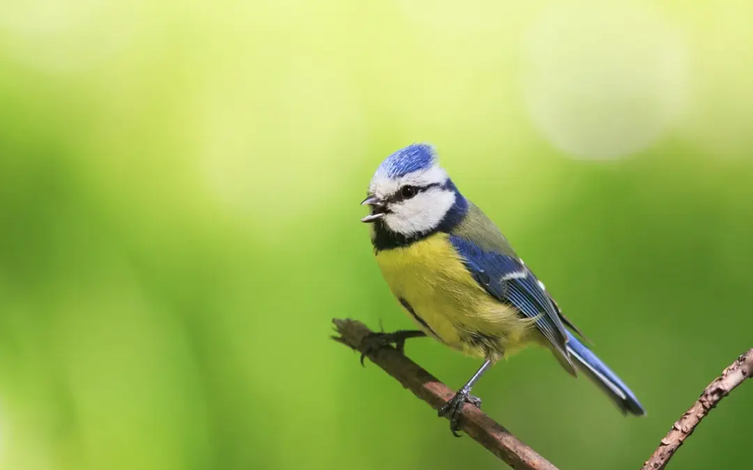 Blaumeise Gesang: Wie der kleine Vogel mit großer Stimme kommuniziert
