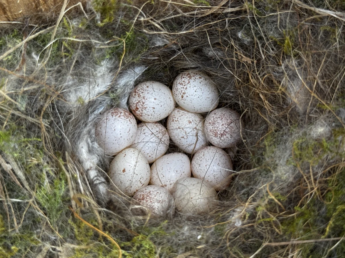 Blaumeisen Eier im Nest - Vögel in Europa Blaumeisen Eier im Nest - Vögel in Europa