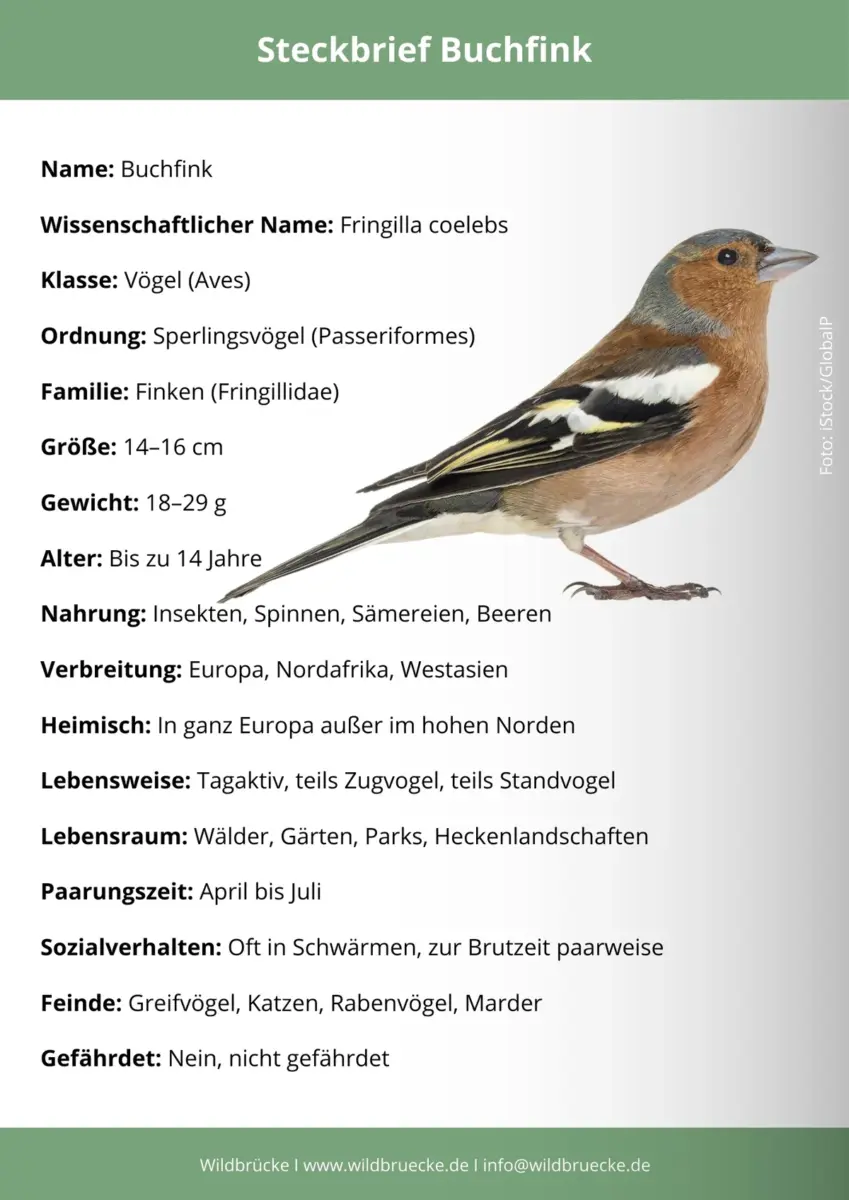 Buchfink Steckbrief
