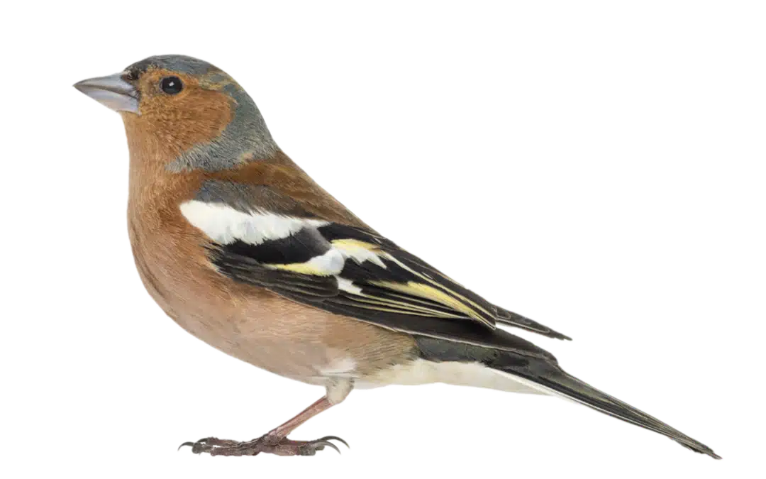 Buchfink