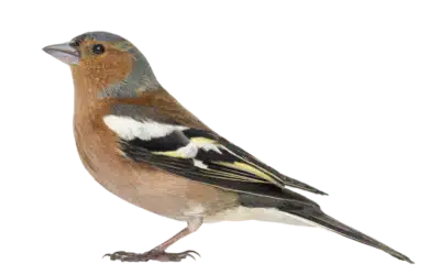 Buchfink