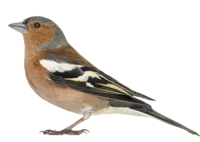 Buchfink