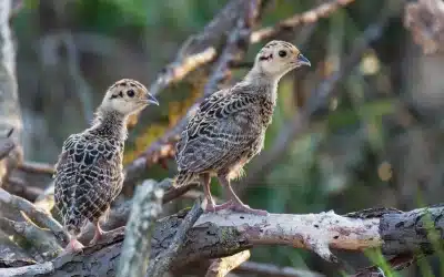 Fasan Küken – So wachsen die kleinen Feldvögel auf