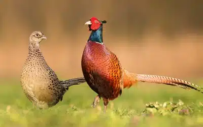 Fasan Männchen – Ein bunter König unter den Wildvögeln
