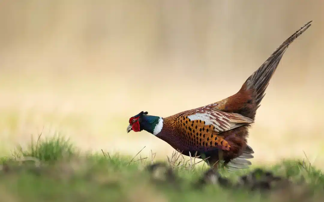 Fasan im Garten – Wenn Wildvögel zu Nachbarn werden