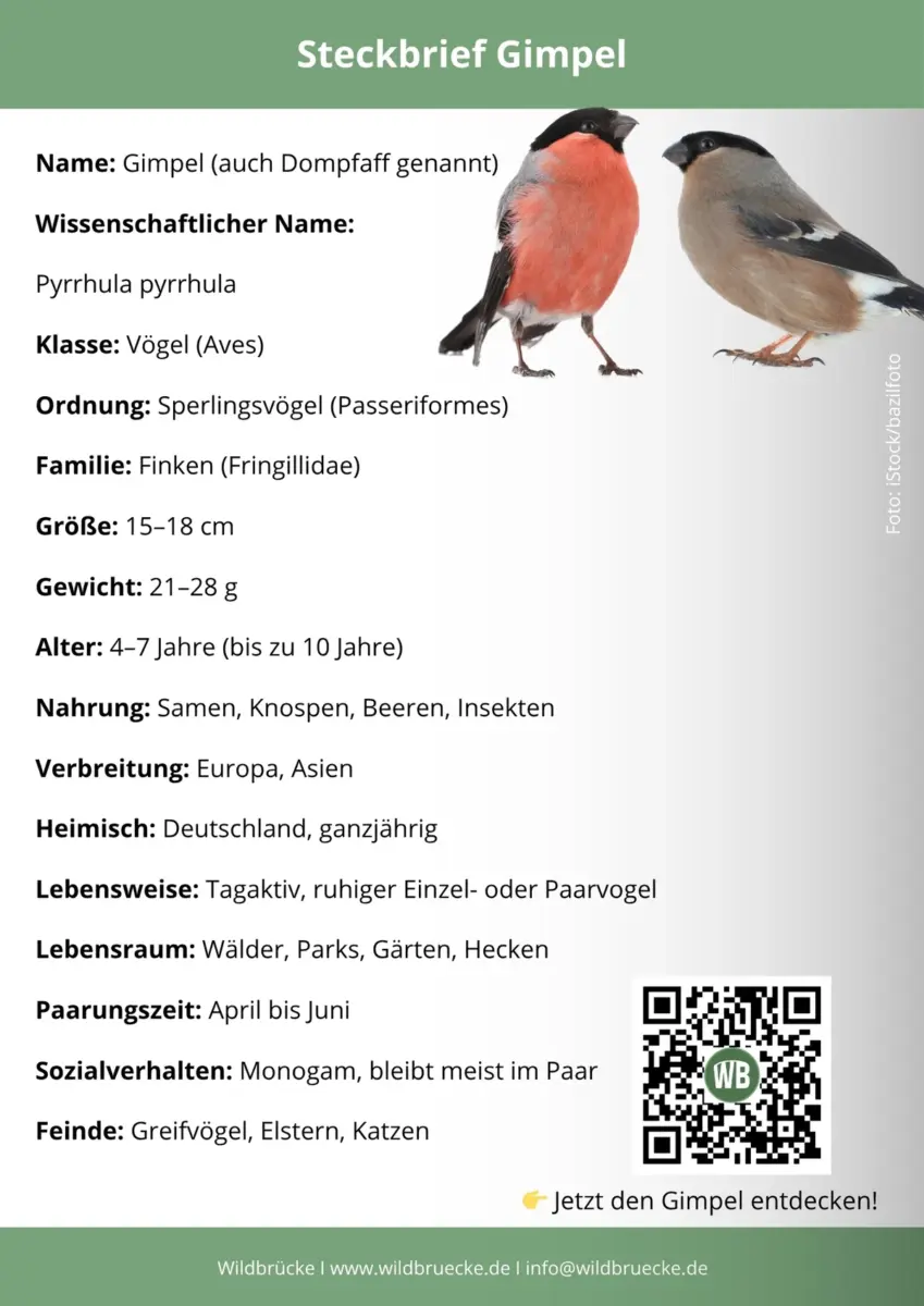 Gimpel Steckbrief