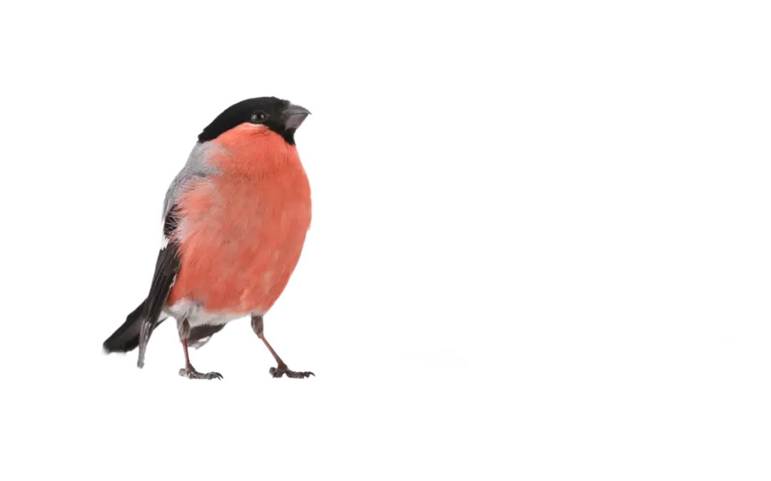 Gimpel