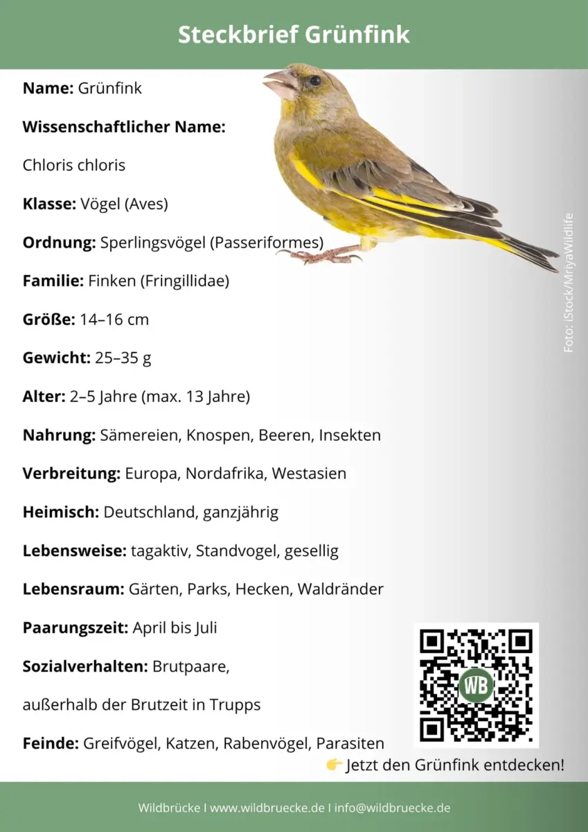 Grünfink Steckbrief