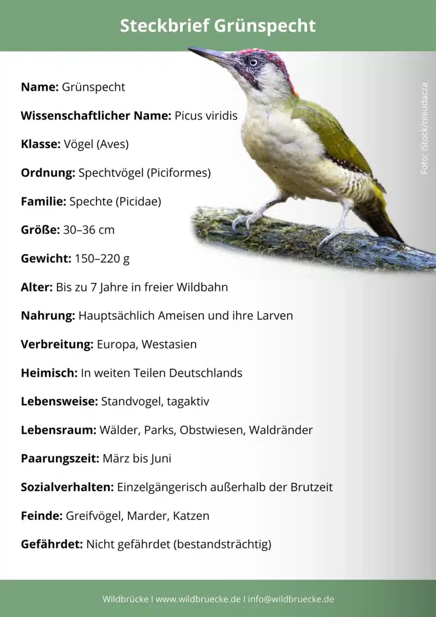 Grünspecht Steckbrief