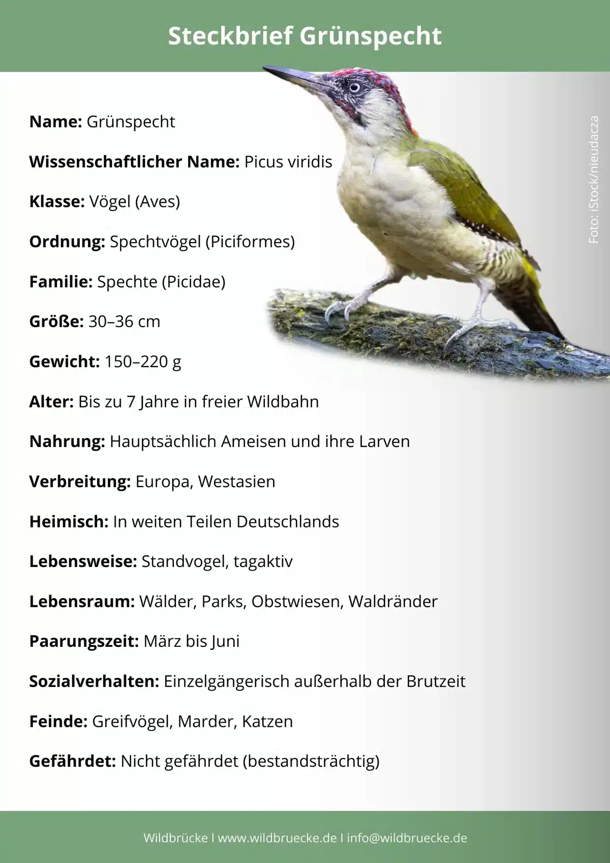 Grünspecht Steckbrief - Vögel in Europa