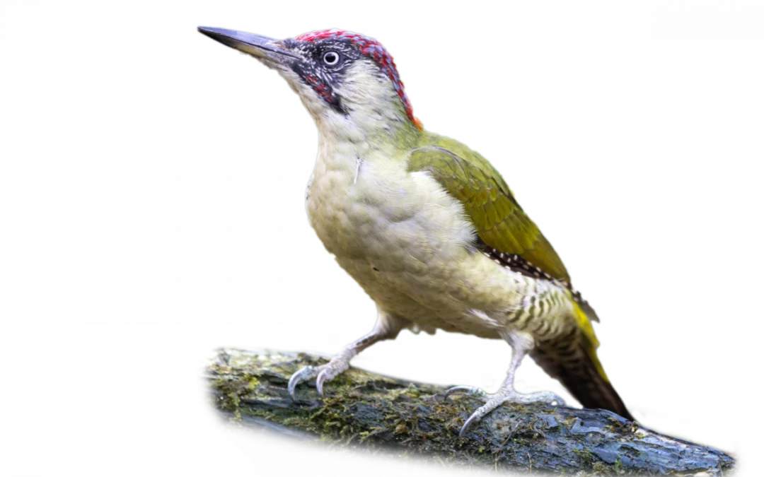 Grünspecht