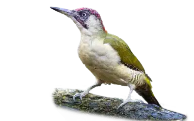 Grünspecht