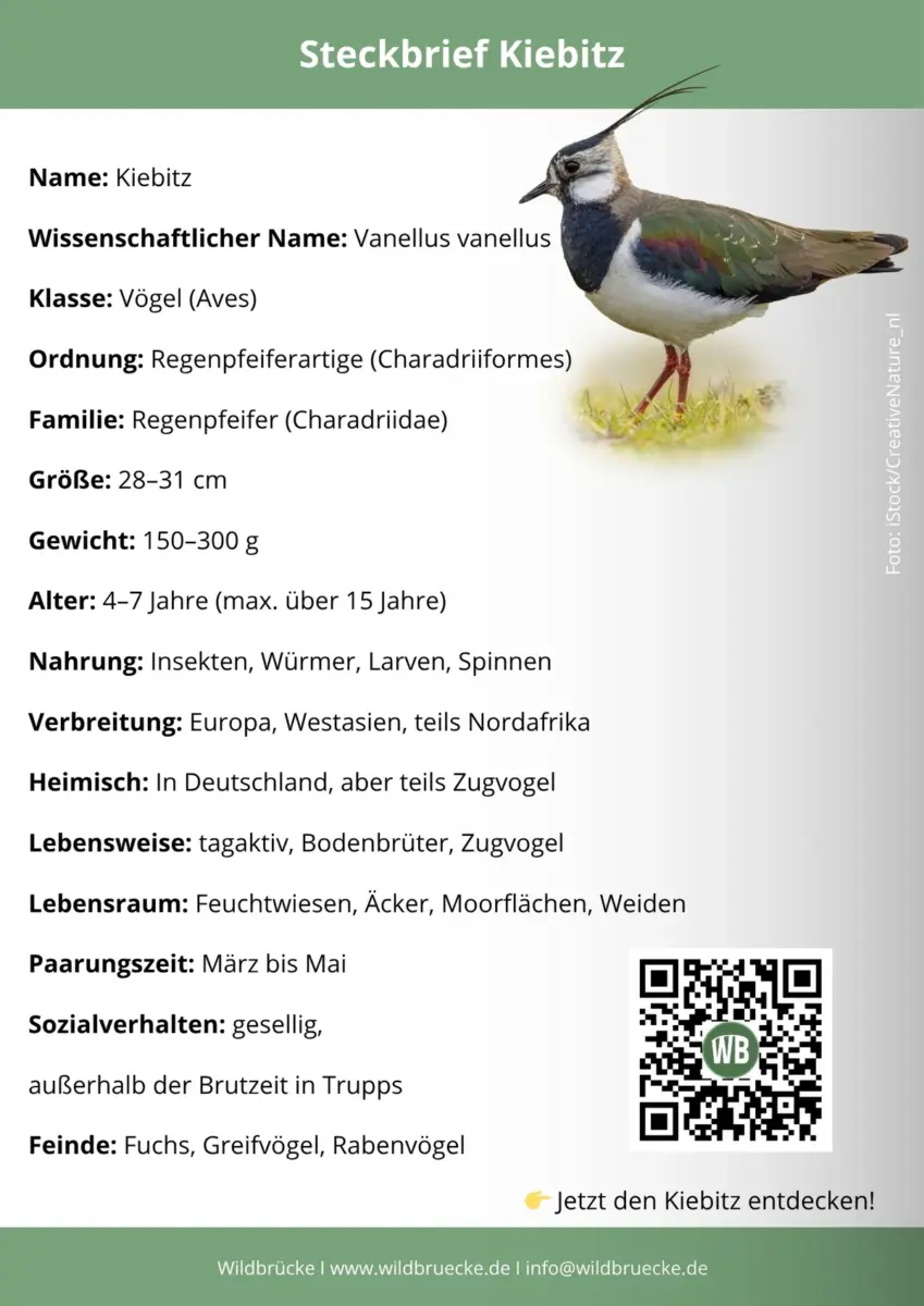 Kiebitz Steckbrief