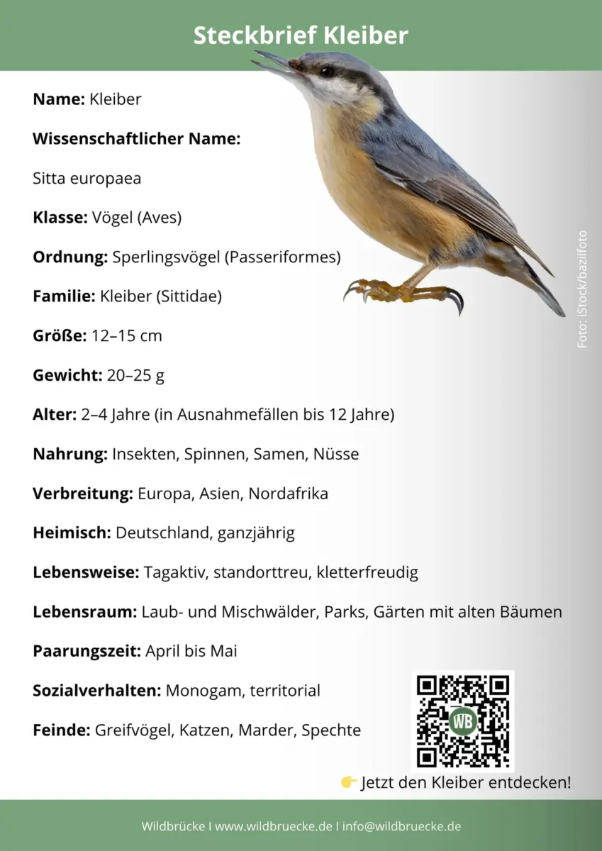 Kleiber Steckbrief