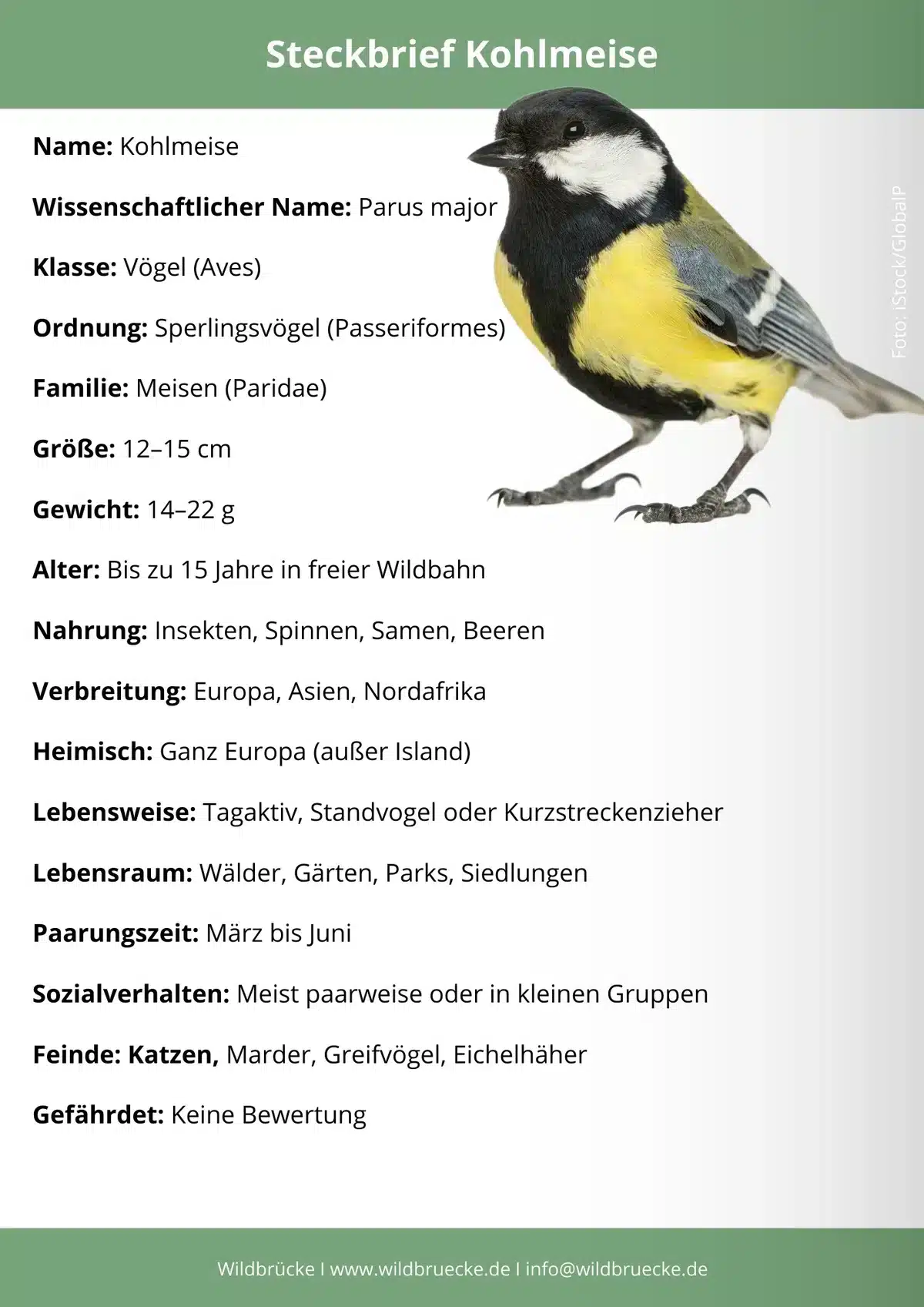 Blaumeise Steckbrief - Vögel in Europa