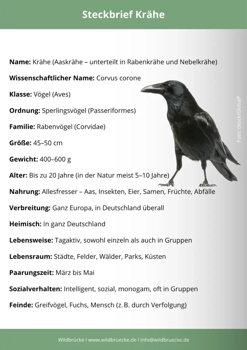Krähe Steckbrief
