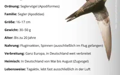 Mauersegler Steckbrief