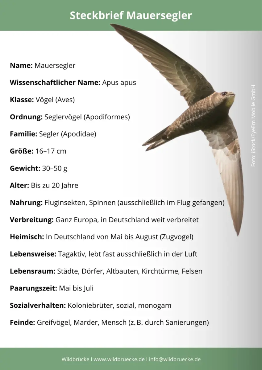 Mauersegler Steckbrief
