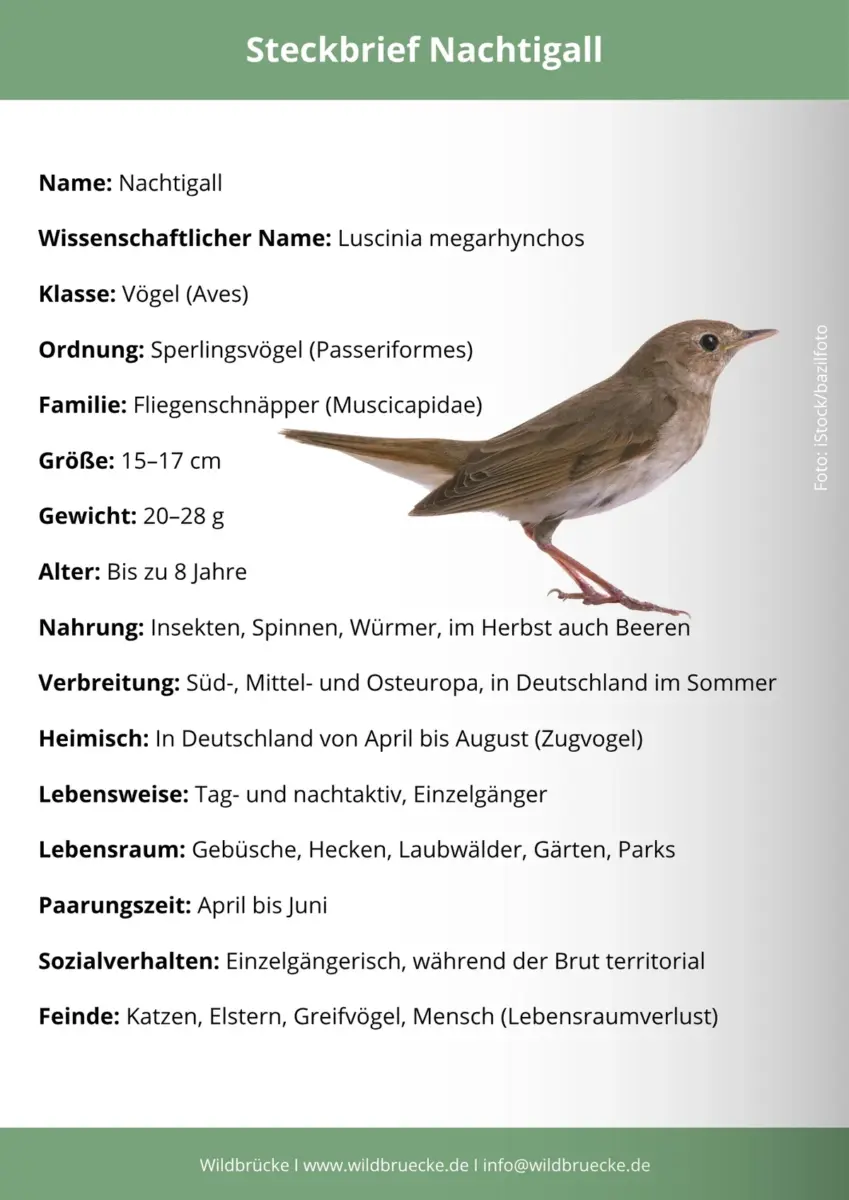 Nachtigall Steckbrief