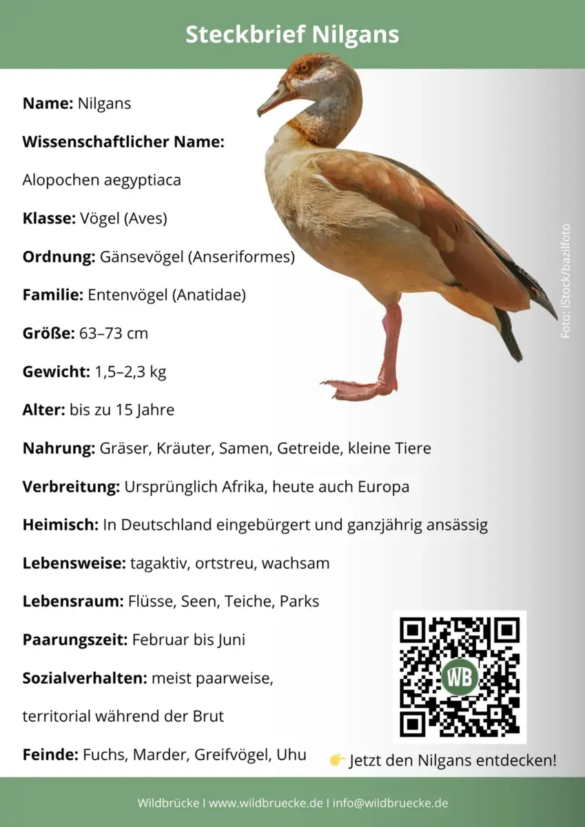 Nilgans Steckbrief