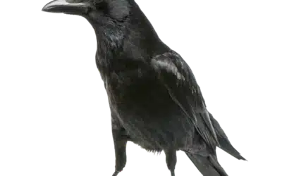Krähe