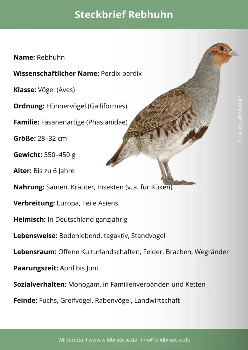 Rebhuhn Steckbrief