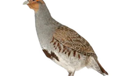 Rebhuhn