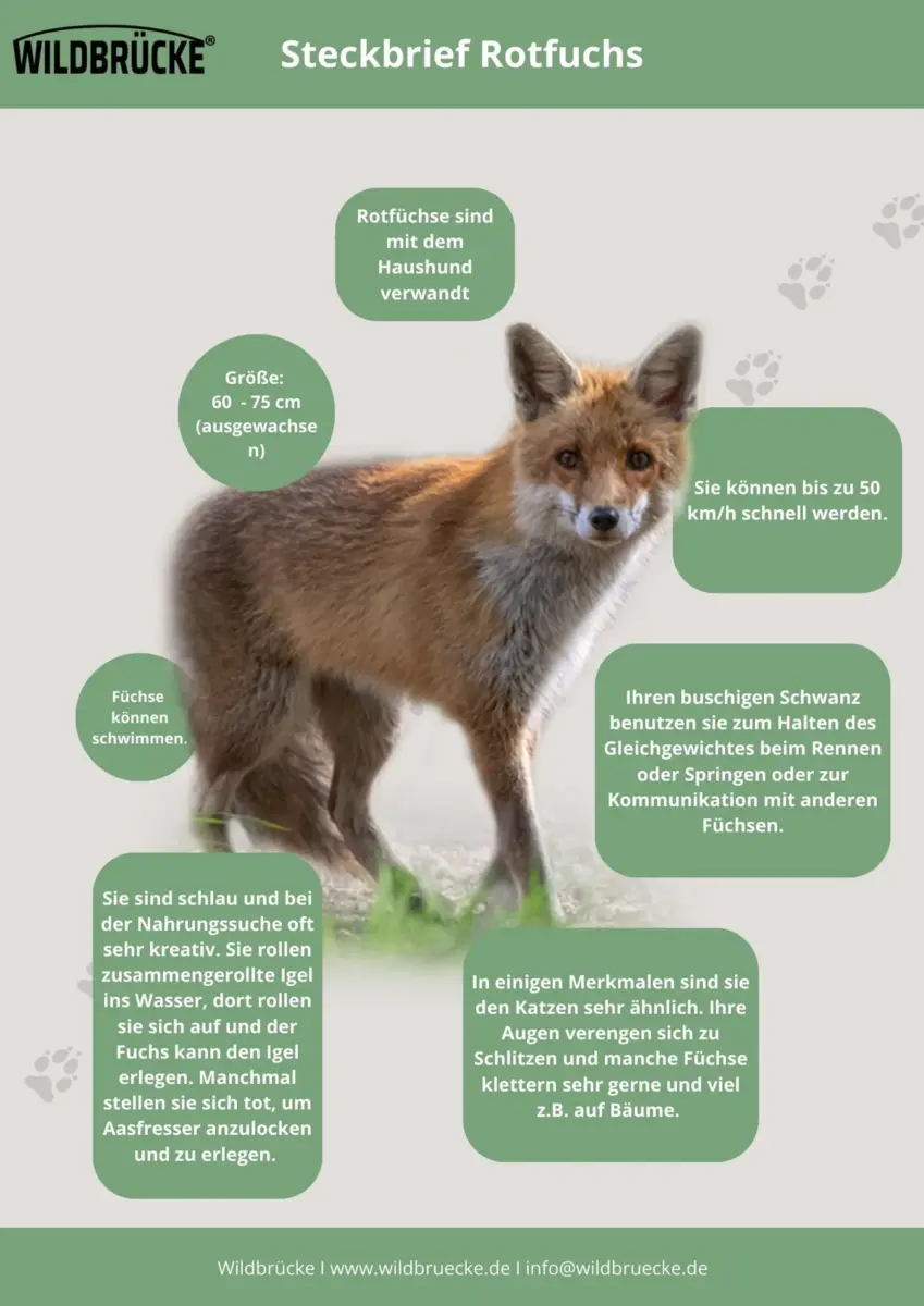 Rotfuchs Fact Sheet