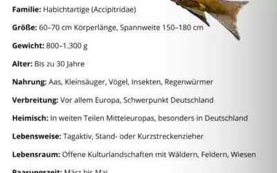 Rotmilan Steckbrief: Alles Wissenswerte zum eleganten Greifvogel auf einen Blick