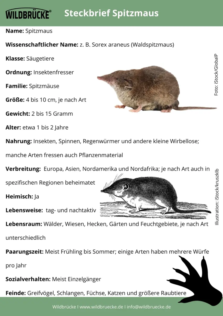 Spitzmaus Steckbrief