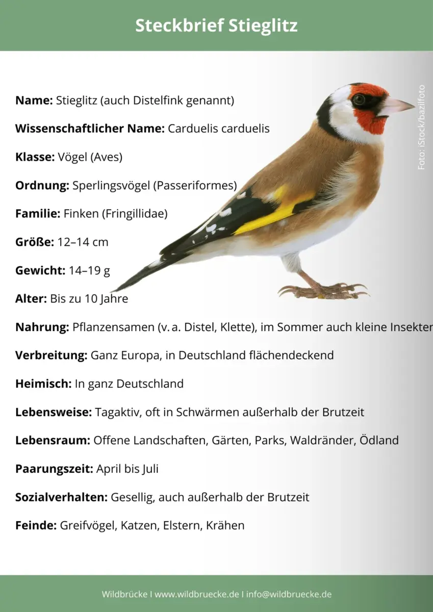 Stieglitz Steckbrief