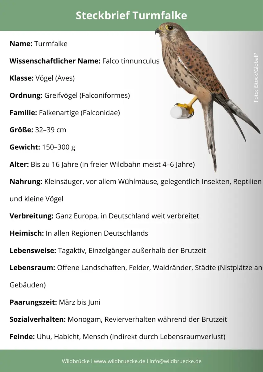 Turmfalke Steckbrief