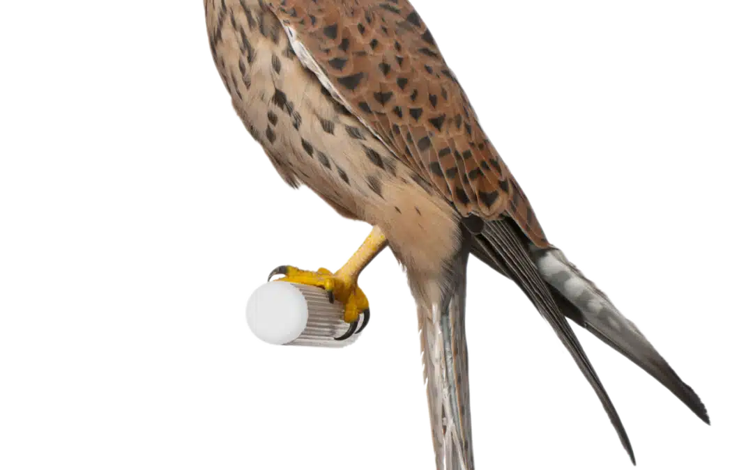 Turmfalke