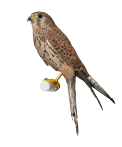 Turmfalke - Vögel in Europa