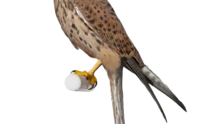 Turmfalke