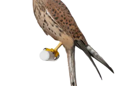 Turmfalke