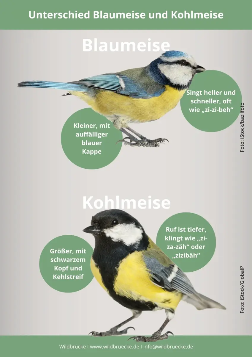 Unterschied Blaumeise und Kohlmeise