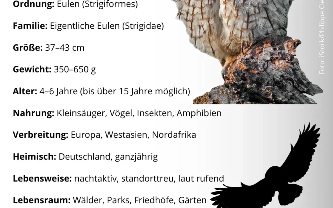 Waldkauz Steckbrief