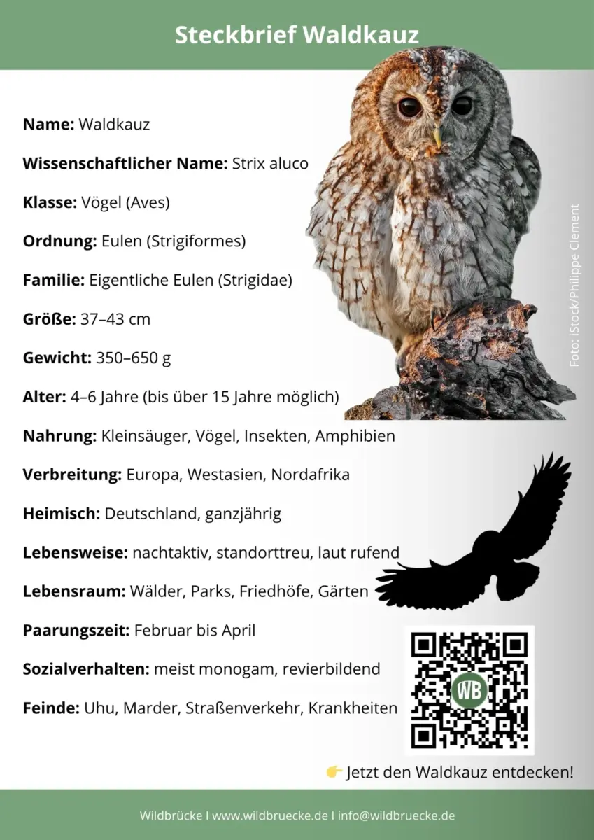 Waldkauz Steckbrief