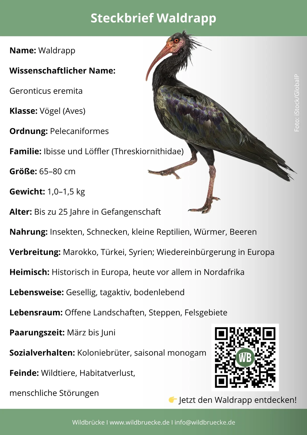 Waldrapp Steckbrief - Vögel in Europa