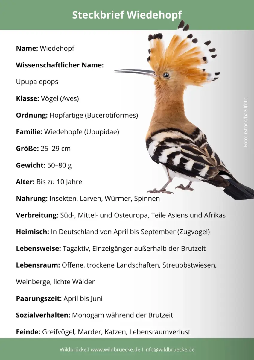 Wiedehopf Steckbrief