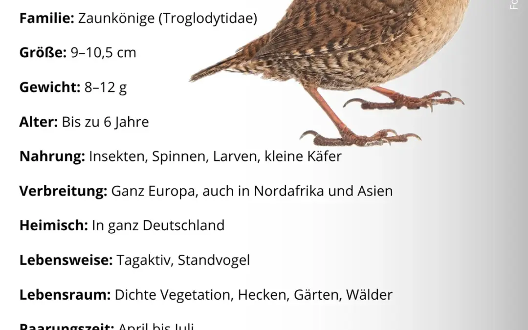 Zaunkönig Steckbrief: So lebt der kleine Sänger aus Hecke und Garten