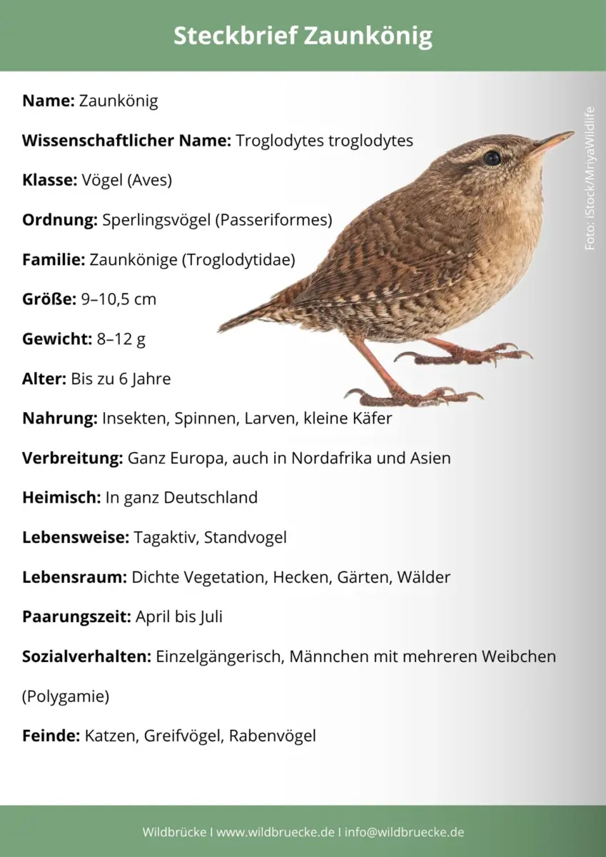 Zaunkönig Steckbrief