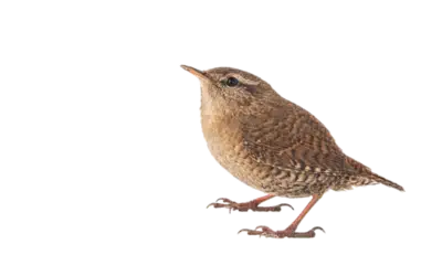 Zaunkönig