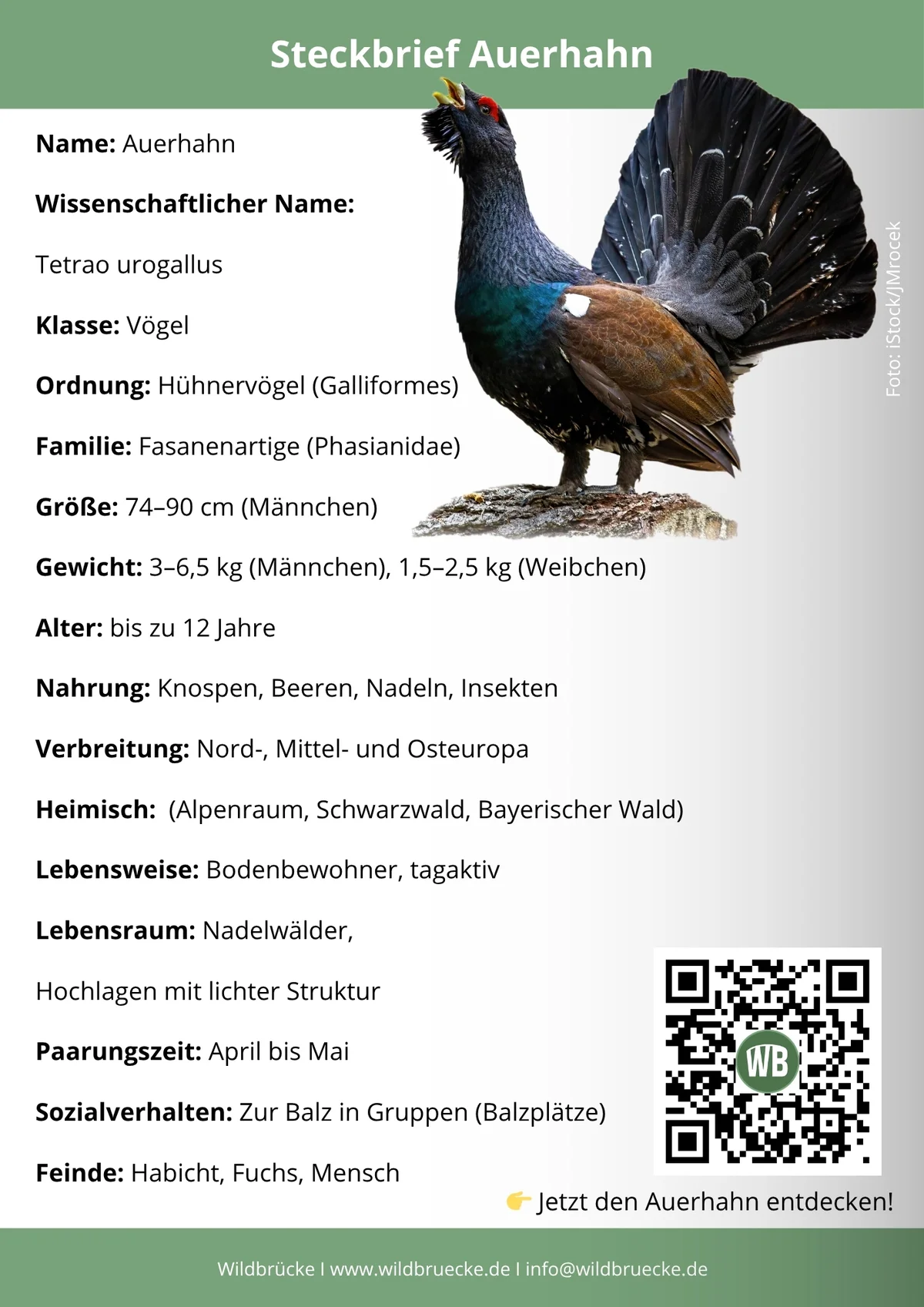 Auerhahn Steckbrief - Vögel in Europa