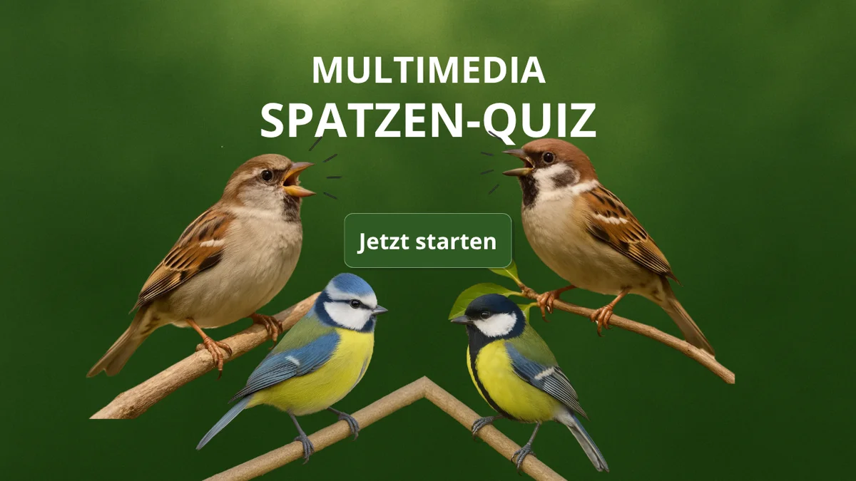 Beitragsbild Multimedia Spatzen-Quiz Haussperling, Feldsperling, Blaumeise udn Kohlmeise - Vögel in Europa