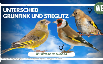 Unterschied Grünfink und Stieglitz Weibchen: So erkennst du sie im Garten