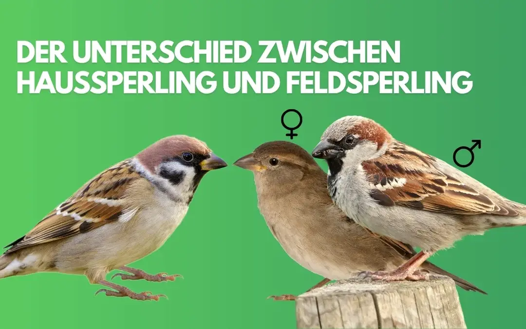 🐦 Der Unterschied zwischen Haussperling und Feldsperling – einfach erklärt für Kinder
